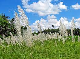 {"id":3,"name":"Autumn","bangla_name":"\u09b6\u09b0\u09ce","slug":"autumn","start_date":"2025-07-09","end_date":"2025-07-30","quote":null,"is_current":0,"feature_image":"https:\/\/rituchitra.cloud\/storage\/seasons\/BVX6Fb7I7aWLD1uTVggrLrxtHLeNOs4mm21JFCjK.jpg","created_at":"2025-07-04T13:05:44.000000Z","updated_at":"2026-01-06T11:42:17.000000Z"}