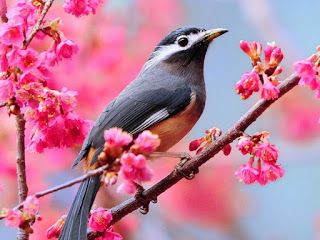 {"id":6,"name":"Spring","bangla_name":"\u09ac\u09b8\u09a8\u09cd\u09a4","slug":"spring","start_date":"2025-07-24","end_date":"2025-07-26","quote":null,"is_current":0,"feature_image":"https:\/\/rituchitra.cloud\/storage\/seasons\/ygk6oj7LWiltAwlbyusU6JKgUvSTABBg3qXChdVb.jpg","created_at":"2025-07-04T13:09:04.000000Z","updated_at":"2025-07-04T13:09:04.000000Z"}